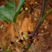 Cissus gardneri Thwaites